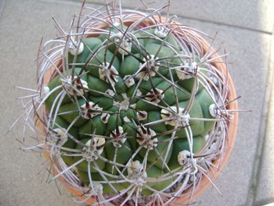 Gymnocalycium saglionis longispinus; replantat
