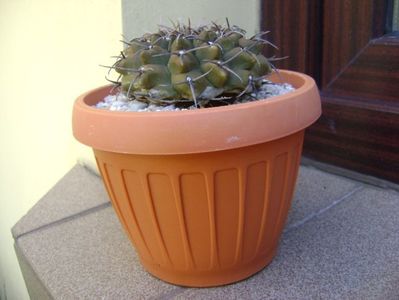 Gymnocalycium vatteri; replantat
