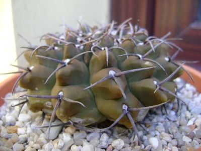 Gymnocalycium vatteri; replantat
