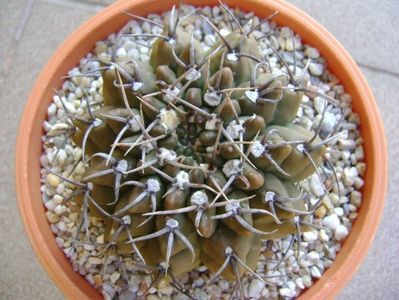 Gymnocalycium vatteri; replantat
