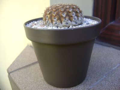 Gymnocalycium obductum; replantat
