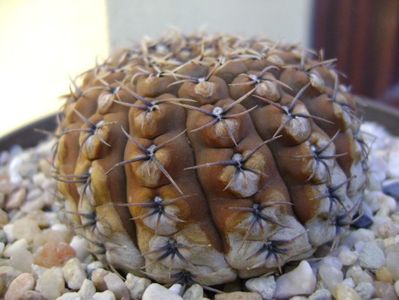 Gymnocalycium obductum; replantat
