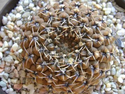 Gymnocalycium obductum; replantat
