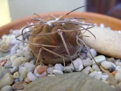 Gymnocalycium spegazzinii v. sarkae, KP54, San Felipe, AG; replantat
