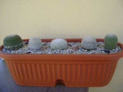 Grup de 5 Mammillaria; Mammillaria egregia
Mammillaria gasseriana 
Mammillaria humboldtii
Mammillaria tlalocii
Mammillaria crucigera
