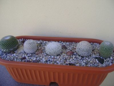 Grup de 5 Mammillaria; Mammillaria egregia
Mammillaria gasseriana 
Mammillaria humboldtii
Mammillaria tlalocii
Mammillaria crucigera
