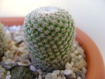 Mammillaria crucigera