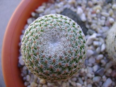 Mammillaria crucigera