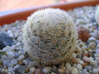 Mammillaria gasseriana, SB1164 Rodeo, Durango