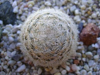 Mammillaria gasseriana, SB1164 Rodeo, Durango