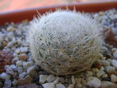 Mammillaria humboldtii