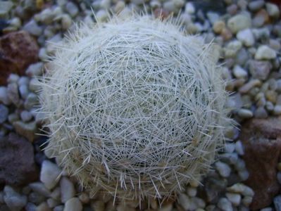 Mammillaria humboldtii