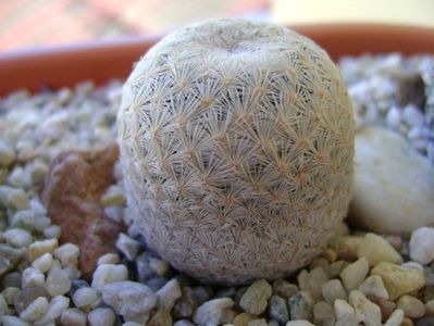 Mammillaria egregia