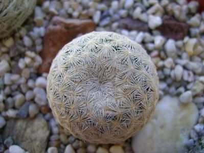 Mammillaria egregia