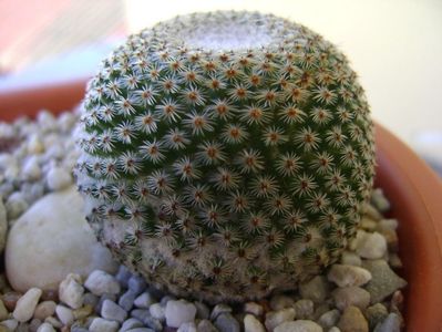 Mammillaria tlalocii