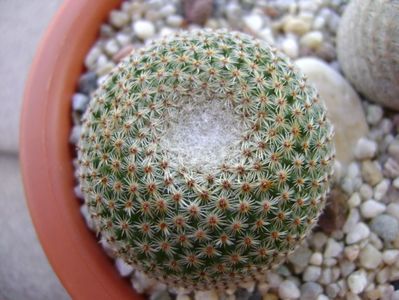 Mammillaria tlalocii