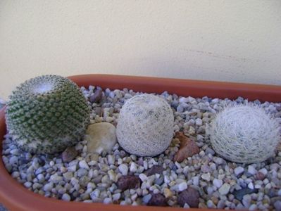 Grup de 5 Mammillaria; Mammillaria egregia
Mammillaria gasseriana 
Mammillaria humboldtii
Mammillaria tlalocii
Mammillaria crucigera
