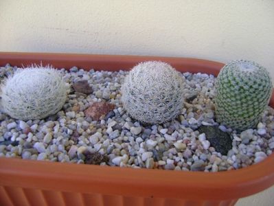 Grup de 5 Mammillaria; Mammillaria egregia
Mammillaria gasseriana 
Mammillaria humboldtii
Mammillaria tlalocii
Mammillaria crucigera
