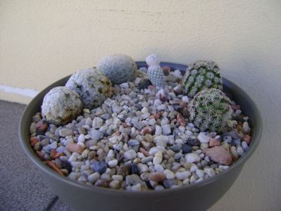 Grup de 4 Mammillaria; Mammillaria hernandezii
Mammillaria herrerae
Mammillaria duwei
Mammillaria lasiacantha
