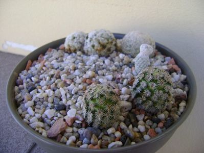 Grup de 4 Mammillaria; Mammillaria hernandezii
Mammillaria herrerae
Mammillaria duwei
Mammillaria lasiacanth
