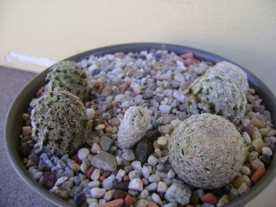 Grup de 4 Mammillaria; Mammillaria hernandezii
Mammillaria herrerae
Mammillaria duwei
Mammillaria lasiacanth
