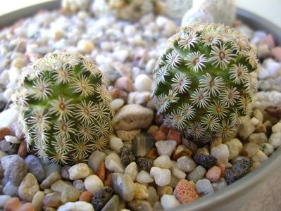 Mammillaria hernandezii