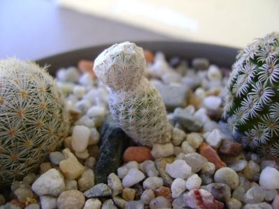 Mammillaria herrerae