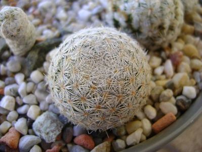 Mammillaria lasiacantha