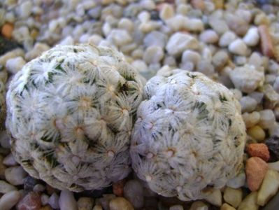 Mammillaria duwei