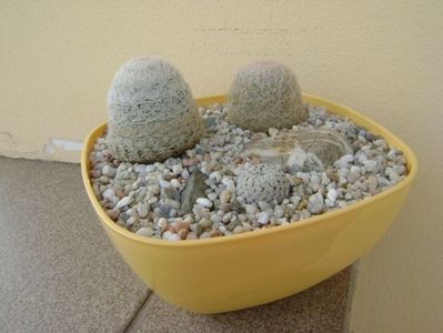 Grup de 3 Mammillaria; Mammillaria pectinifera
Mammillaria lasiacantha 
Mammillaria lasiacantha
