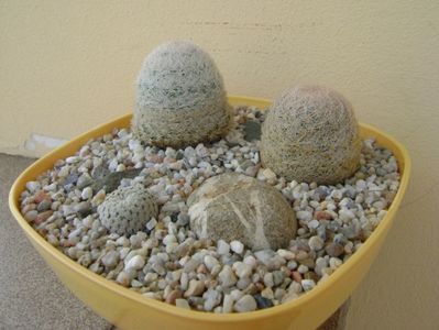 Grup de 3 Mammillaria; Mammillaria pectinifera
Mammillaria lasiacantha 
Mammillaria lasiacantha
