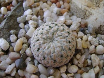 Mammillaria pectinifera