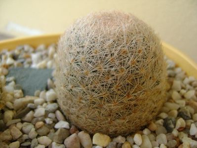 Mammillaria lasiacantha, GL 14 Franklin mts, TX