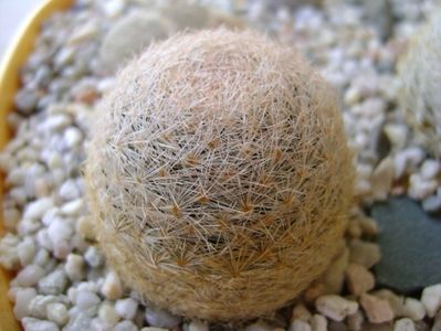 Mammillaria lasiacantha, GL 14 Franklin mts, TX