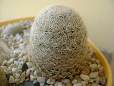 Mammillaria lasiacantha, SB 233 Jarilla mts, NM