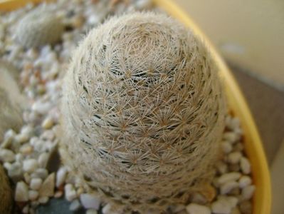 Mammillaria lasiacantha, SB 233 Jarilla mts, NM