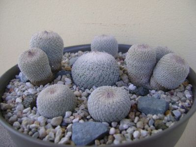 Grup de 6 Epithelantha; Epithelantha micromeris ssp. greggii 
Epithelantha bicephala
Epithelantha tricephala
Epithelantha micromeris
Epithelantha micromeris v pachyrhiza
Epithelantha bokei
