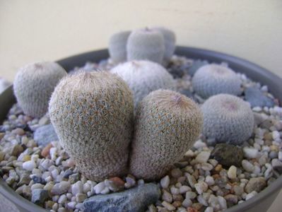 Grup de 6 Epithelantha; Epithelantha micromeris ssp. greggii 
Epithelantha bicephala
Epithelantha tricephala
Epithelantha micromeris
Epithelantha micromeris v pachyrhiza
Epithelantha bokei
