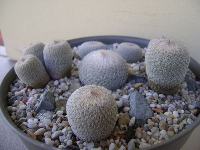 Grup de 6 Epithelantha; Epithelantha micromeris ssp. greggii 
Epithelantha bicephala
Epithelantha tricephala
Epithelantha micromeris
Epithelantha micromeris v pachyrhiza
Epithelantha bokei
