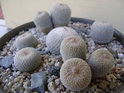 Grup de 6 Epithelantha; Epithelantha micromeris ssp. greggii 
Epithelantha bicephala
Epithelantha tricephala
Epithelantha micromeris
Epithelantha micromeris v pachyrhiza
Epithelantha bokei
