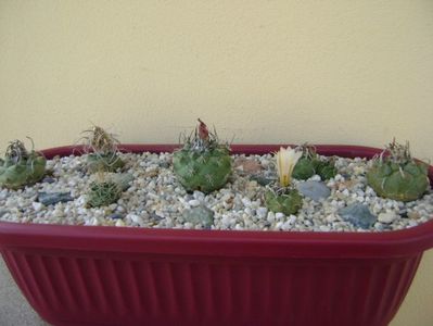 Grup de 7 Turbinicarpus; T. graminispinus
T. klinkerianus
T. schwarzii v. rubriflorus
T. pachystele
T. macrochele v. screvispinum
T. macrochele v. kupcakii
T. viereckii
