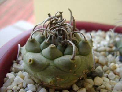 Turbinicarpus macrochele v. screvispinum