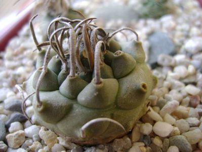 Turbinicarpus macrochele v. screvispinum