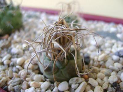 Turbinicarpus macrochele v. kupcakii