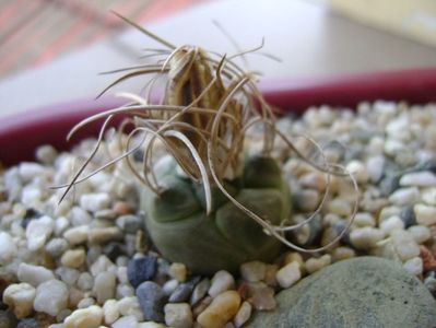 Turbinicarpus macrochele v. kupcakii