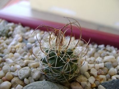 Turbinicarpus graminispinus