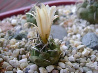 Turbinicarpus pachystele