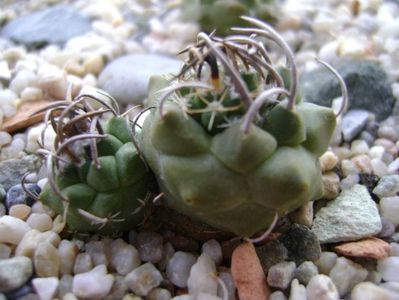 Turbinicarpus klinkerianus