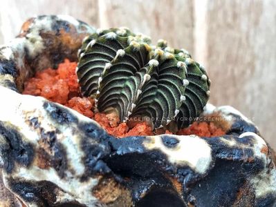 Mark Follon: Gymnocalycium LB2178 Agua Dulce