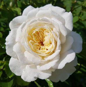 Tranquility (tufa); Bred by David C. H. Austin. Mild, apple fragrance. Blooms in flushes throughout the season.  Rounded buds. Height (up to 120 cm).  Width (up to 90 cm).
